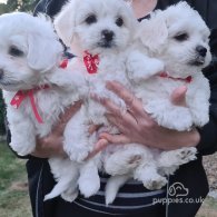 Maltese - Dogs