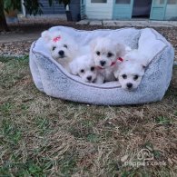 Maltese - Dogs