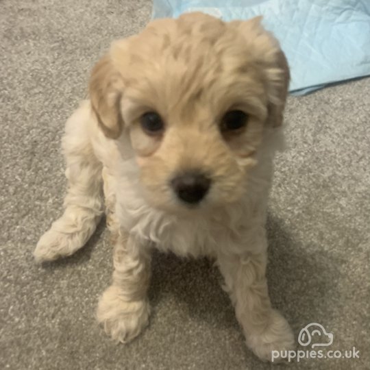 Maltipoo - Both