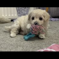 Maltipoo - Both