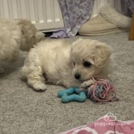 Maltipoo - Both