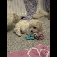 Maltipoo - Both