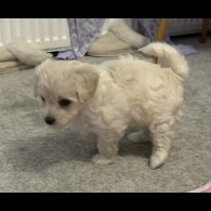 Maltipoo - Both