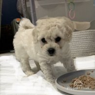 Maltipoo - Both