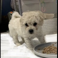 Maltipoo - Both