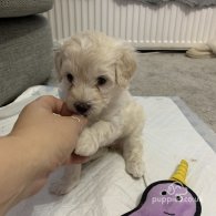 Maltipoo - Both