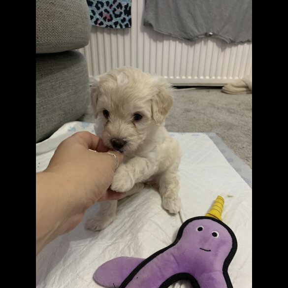 Maltipoo - Both