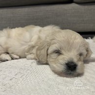 Maltipoo - Both