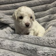 Maltipoo - Both