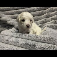 Maltipoo - Both