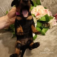 Dachshund (Standard & Miniature) - Both