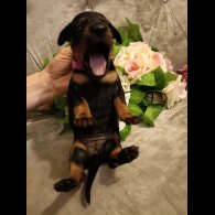 Dachshund (Standard &amp; Miniature) - Both