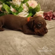 Dachshund (Standard & Miniature) - Both