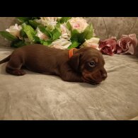 Dachshund (Standard &amp; Miniature) - Both