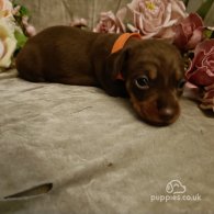 Dachshund (Standard & Miniature) - Both