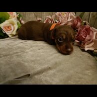 Dachshund (Standard &amp; Miniature) - Both