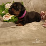 Dachshund (Standard & Miniature) - Both