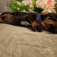 Dachshund (Standard & Miniature) - Both