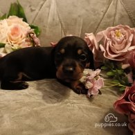 Dachshund (Standard & Miniature) - Both