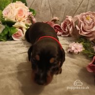 Dachshund (Standard & Miniature) - Both