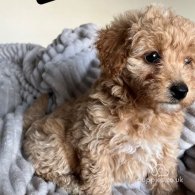 Miniature Poodle - Both