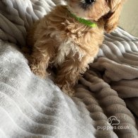 Miniature Poodle - Both