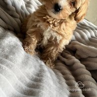 Miniature Poodle - Both