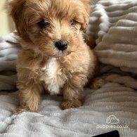 Miniature Poodle - Both