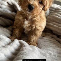 Miniature Poodle - Both