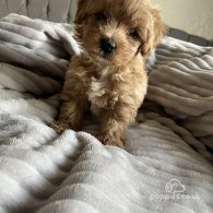 Miniature Poodle - Both