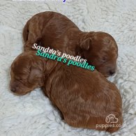 Miniature Poodle - Both