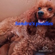 Miniature Poodle - Both