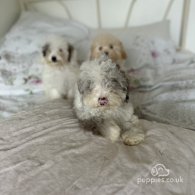 Miniature Poodle - Both