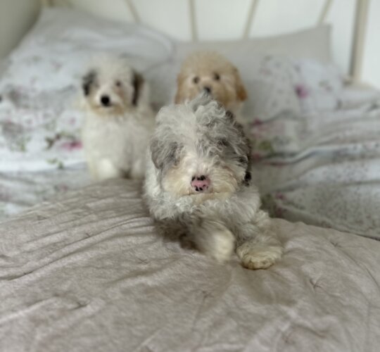 Miniature Poodle