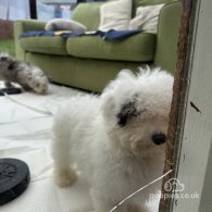 Miniature Poodle - Both