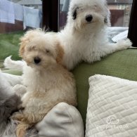 Miniature Poodle - Both