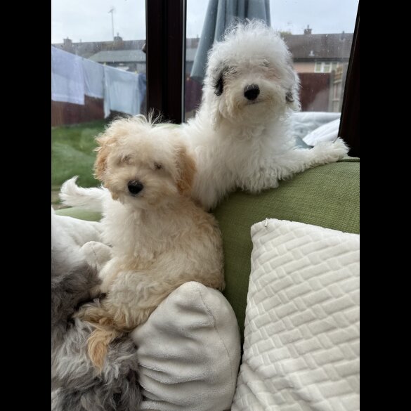 Miniature Poodle - Both