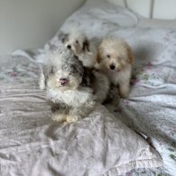 Miniature Poodle - Both