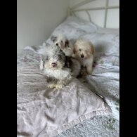 Miniature Poodle - Both