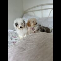 Miniature Poodle - Both