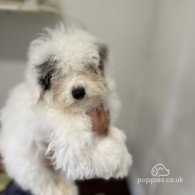 Miniature Poodle - Both