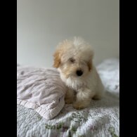 Miniature Poodle - Both