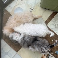 Miniature Poodle - Both