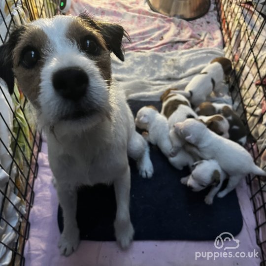 Parson Russell Terrier - Both