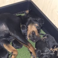 Rottweiler - Both