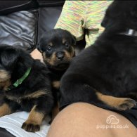 Rottweiler - Dogs