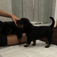 Rottweiler - Dogs