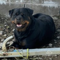 Rottweiler - Dogs