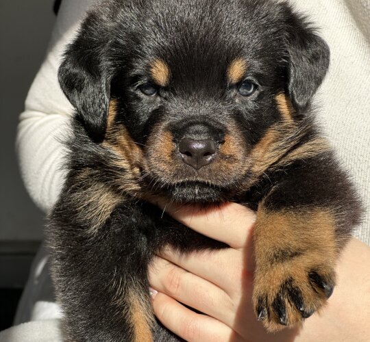 Rottweiler