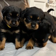 Rottweiler - Dogs